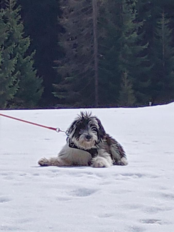 Haus Farmer Sankt Martin am Tennengebirge Exteriör bild